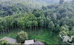 타이응우옌성, 3만2천4백헥타르산림에 FSC 인증획득